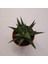 Haworthia Limifolia 5,5lik Saksı 2