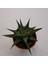 Haworthia Limifolia 5,5lik Saksı 3