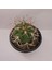 Gymnocalycium Saglionis 9luk Saksı Kaktüs 1