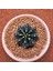 Yağmur Kaktüs Gymnocalycium Mihanovichii 7 cm Boyutunda Özel Tür Kaktüs 1