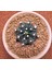 Yağmur Kaktüs Gymnocalycium Mihanovichii 7 cm Boyutunda Özel Tür Kaktüs 1