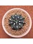 Yağmur Kaktüs Gymnocalycium Mihanovichii 8 cm Boyutunda Özel Tür Kaktüs 1