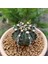 Gymnocalycium Mihanovichii 7.5 cm Boyutunda Özel Tür Kaktüs 2