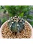 Gymnocalycium Mihanovichii 7.5 cm Boyutunda Özel Tür Kaktüs 3