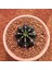 Yağmur Kaktüs Gymnocalycium Mihanovichii 7 cm Boyutunda Özel Tür Kaktüs 1