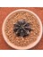 Gymnocalycium Mihanovichii 6.5 cm Boyutunda Özel Tür Kaktüs 1