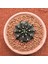 Gymnocalycium Mihanovichii 7 cm Boyutunda Özel Tür Kaktüs 1
