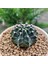 Gymnocalycium Mihanovichii 7 cm Boyutunda Özel Tür Kaktüs 2