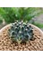 Gymnocalycium Mihanovichii 7 cm Boyutunda Özel Tür Kaktüs 3