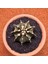 Gymnocalycium Mihanovichii 6.5 cm Boyutunda Özel Tür Kaktüs 1