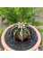 Gymnocalycium Mihanovichii 6.5 cm Boyutunda Özel Tür Kaktüs 2