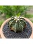 Gymnocalycium Mihanovichii 6.5 cm Boyutunda Özel Tür Kaktüs 3