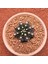 Gymnocalycium Mihanovichii 6.5 cm Boyutunda Özel Tür Kaktüs 1