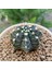 Gymnocalycium Mihanovichii 6.5 cm Boyutunda Özel Tür Kaktüs 2