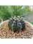 Gymnocalycium Mihanovichii 6.5 cm Boyutunda Özel Tür Kaktüs 3