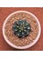 Gymnocalycium Mihanovichii 6.5 cm Boyutunda Özel Tür Kaktüs 1