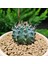 Gymnocalycium Mihanovichii 6.5 cm Boyutunda Özel Tür Kaktüs 2