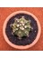 Gymnocalycium Mihanovichii 6.5 cm Boyutunda Özel Tür Kaktüs 1