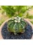 Gymnocalycium Mihanovichii 6.5 cm Boyutunda Özel Tür Kaktüs 2