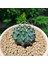 Gymnocalycium Mihanovichii 6.5 cm Boyutunda Özel Tür Kaktüs 3