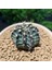 Gymnocalycium Mihanovichii 6.5 cm Boyutunda Özel Tür Kaktüs 3