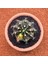 Gymnocalycium Mihanovichii 7 cm Boyutunda Özel Tür Kaktüs 1