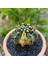 Gymnocalycium Mihanovichii 7 cm Boyutunda Özel Tür Kaktüs 2