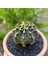 Gymnocalycium Mihanovichii 7 cm Boyutunda Özel Tür Kaktüs 3
