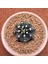 Gymnocalycium Mihanovichii 6.5 cm Boyutunda Özel Tür Kaktüs 1