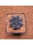 Gymnocalycium Mihanovichii 5.5 cm Boyutunda Özel Tür Kaktüs 1