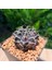 Gymnocalycium Mihanovichii 5.5 cm Boyutunda Özel Tür Kaktüs 2