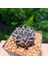Gymnocalycium Mihanovichii 5.5 cm Boyutunda Özel Tür Kaktüs 3