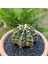 Gymnocalycium Mihanovichii 6.5 cm Boyutunda Özel Tür Kaktüs 3
