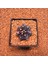 Gymnocalycium Mihanovichii 4.5 cm Boyutunda Özel Tür Kaktüs 1