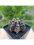 Gymnocalycium Mihanovichii 6.5 cm Boyutunda Özel Tür Kaktüs 2
