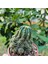 Echinopsis Bol Yavrulu 8.5lik Saksıda Kaktüs 2