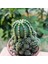Echinopsis Bol Yavrulu 8.5lik Saksıda Kaktüs 3