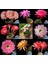Echinopsis Bol Yavrulu 8.5lik Saksıda Kaktüs 4