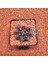 Gymnocalycium Mihanovichii 5 cm Boyutunda Özel Tür Kaktüs 1