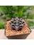 Gymnocalycium Mihanovichii 5 cm Boyutunda Özel Tür Kaktüs 3