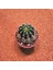 Echinopsis 8.5lik Saksıda Kaktüs 1