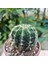 Echinopsis 8.5lik Saksıda Kaktüs 2