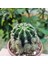 Echinopsis 8.5lik Saksıda Kaktüs 3