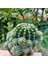 Echinopsis Bol Yavrulu 8.5lik Saksıda Kaktüs 3