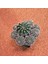 Echinopsis Bol Yavrulu 8.5lik Saksıda Kaktüs 1