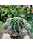 Echinopsis Bol Yavrulu 8.5lik Saksıda Kaktüs 3