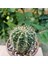 Yağmur Kaktüs Echinopsis 8.5lik Saksıda Kaktüs 3