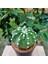 Echinopsis 8.5lik Saksıda Kaktüs 2