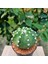 Echinopsis 8.5lik Saksıda Kaktüs 3