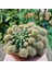 Yağmur Kaktüs Echinopsis Bol Yavrulu 12LIK Saksıda Kaktüs 3